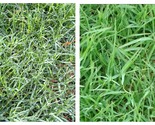 1000pcs Seeds Cynodon Dactylon Grass Semente Plant Garden Lawn Grass Cyn... - £13.53 GBP