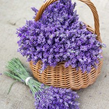 Fresh 700 True Lavender Seeds Non-Gmo Lavandula Angustifolia - £7.47 GBP