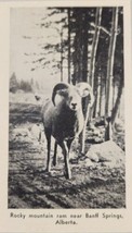 1937 Magazine Photo Rocky Mountain Ram near Banff Springs,Alberta,Canada - £6.45 GBP