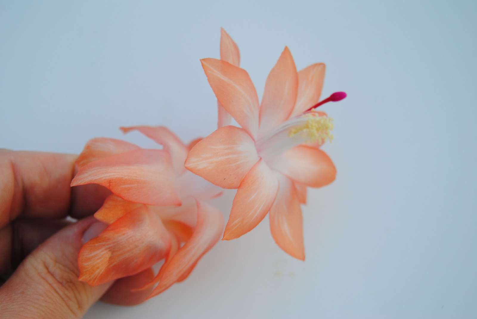 Chinese Dragon~Christmas Cactus Well Rooted Starter Plant~~ Schlumberger... - $16.99