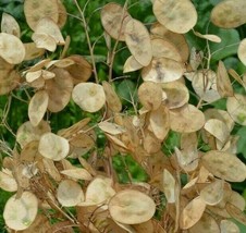 Money Plant Seeds 50 Lunaria Biennis  Biennial Flower Garden From US - £5.52 GBP