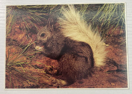 AZ Postcard Squirrel Arizona Kaibab National Forest - $2.18