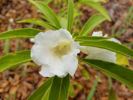 Garden Balsam 25 Seeds Impatiens Balsamina Organic Fast Growing - £6.75 GBP