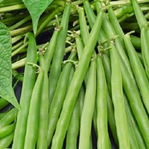 Greencrop Bush Bean Seeds. NON-GMO Bean Seeds. Fresh Heirloom Garden Seeds - €4,76 EUR
