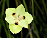 20 Yellow African Iris Fortnight Lily Dietes Bicolor Butterfly Flag Flow... - £4.71 GBP
