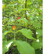 10 Cornelian Cherry Dogwood Seeds Cornus Mas Fresh Garden US Shipping - $17.10