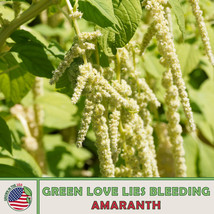 500 SEEDS GREEN LOVE LIES BLEEDING AMARANTH GROW QUICKLY HEIRLOOM SEEDS ... - $8.35