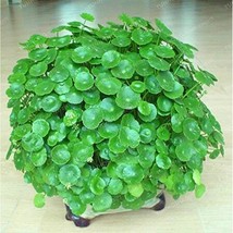 New Fresh Hydrocotyle Vulgaris Seeds Potted 100 Seeds Hydroponics Flower Aquariu - £8.50 GBP