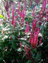 Hot Pink Candlestick Celosia 25 Seeds Fresh Seeds Fast Shipping - £14.30 GBP