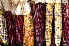50 Treated Indian Ornamental Corn Seeds Heirloom Non-Gmo From US - £7.90 GBP