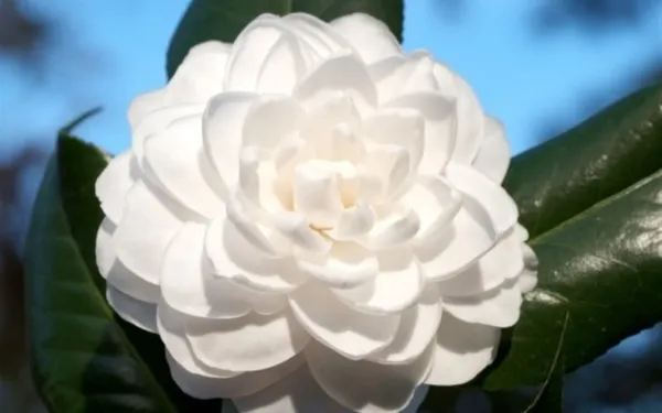 Seafoam Camellia Japonica Live Starter Plant Highly Variable Blooms Fresh Garden - £34.44 GBP