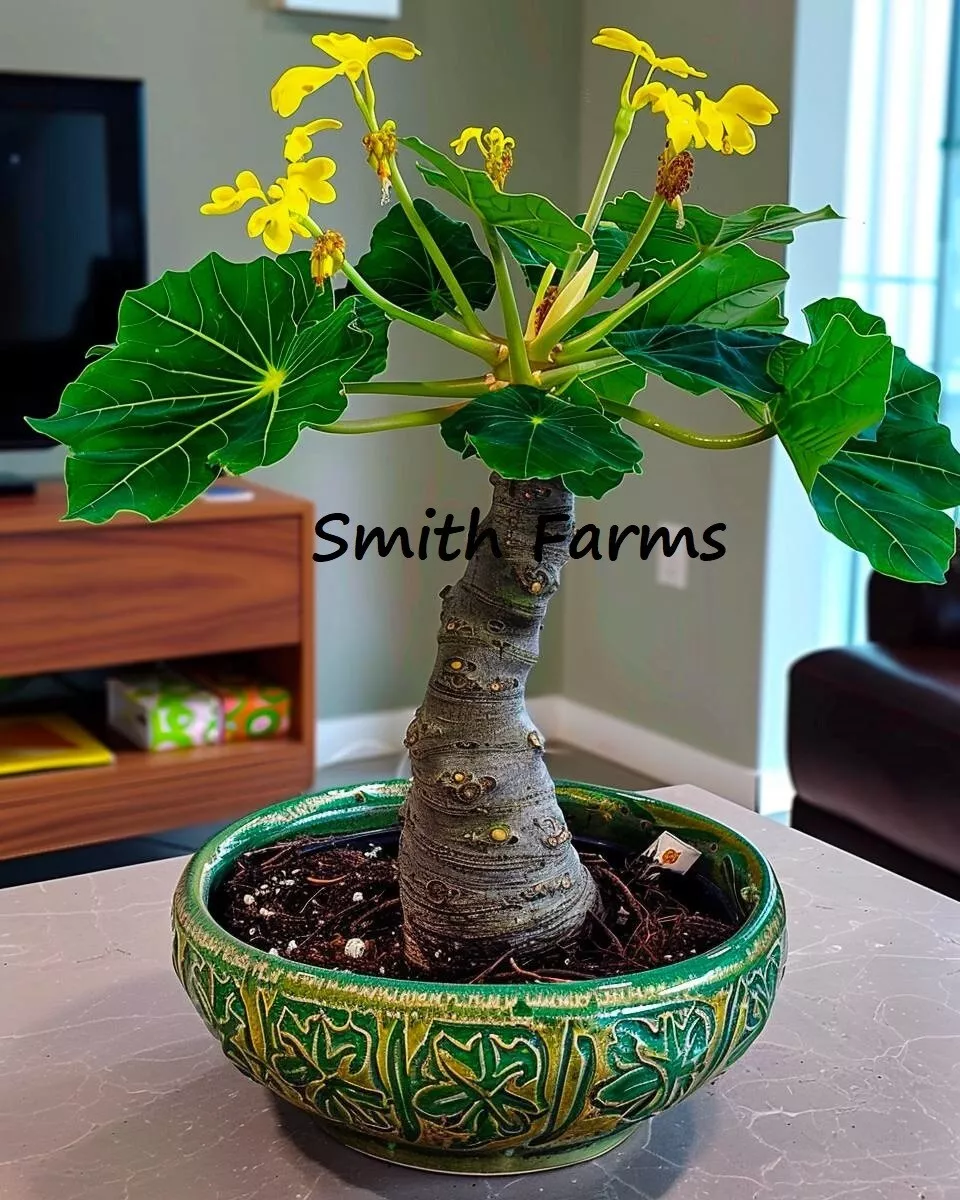 3 of Seeds Dwarf Hawaiian Palm Tree Plant Flowers (Brighamia insignis) - $6.88