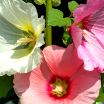 Rose Mallow 500+  Seed Mixed Colors (Lavatera trimestris) Bulk Flower Seeds - £11.37 GBP