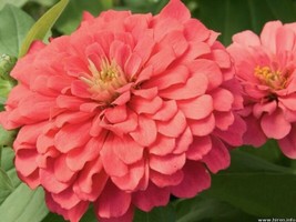 BPA 250 Seeds Salmon Queen Zinnia Elegans California Giant Double Flower From US - £7.76 GBP