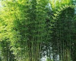 Bambusa Oldamii Bamboo 20 Seeds Privacy Garden Clumping Shade - $11.25