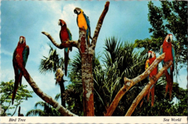 Bird Tree Macaw Sea World Orlando Florida FL USA Postcard - £7.06 GBP