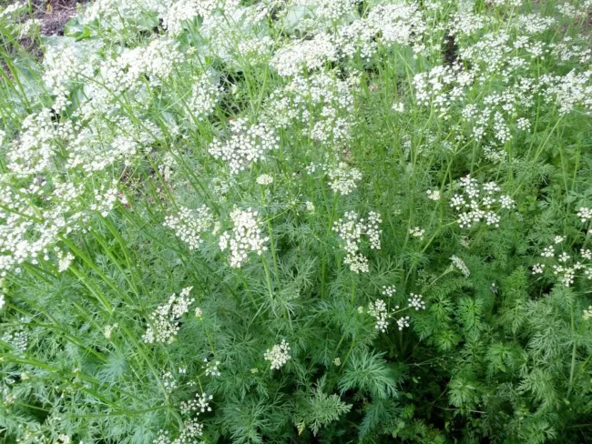 500 Seeds Organic Cumin Cuminum Cyminum Herb Flower Fresh Garden - £15.97 GBP