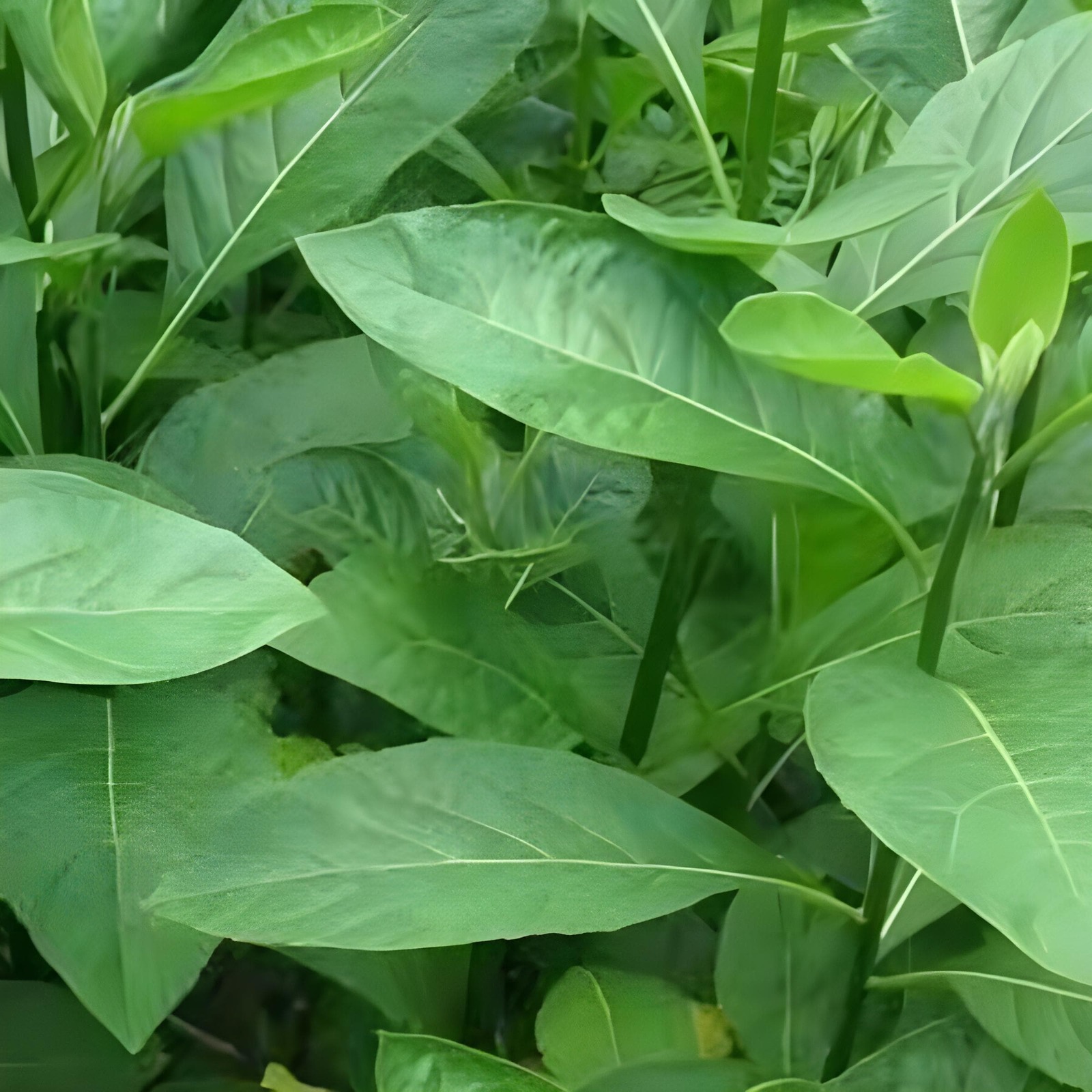 Daun Afrika - Vernonia amygdalina Leaf (Dried), 80 Gram