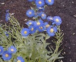 Sale 1000 Seeds Blue Fleabane Daisy (Dainty Daisy/Aspen Fleabane/Oregon ... - $9.90