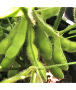 Bulk Midori Giant Japanese Edamame Soy Bean Asian Chinese Vegetable Easy... - $241.10 MXN