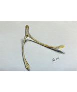 Pencil Drawing of a Lucky Wishbone - Digital Print - $15.00
