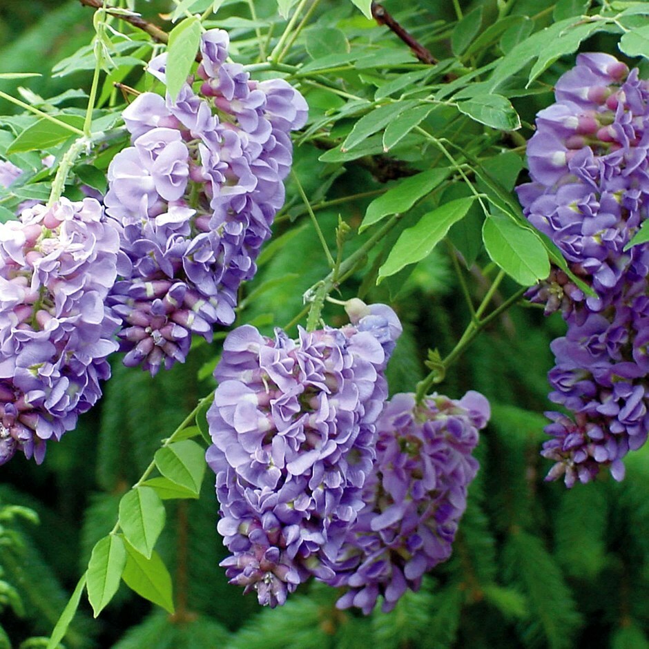 Wisteria Frutescens Purple Flowers 5 seeds Fresh Gardening - $17.96