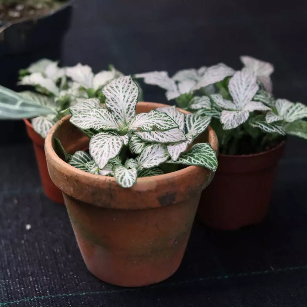 Purple Snow Anne Fittonia Plant Plug (Fittonia albivenis &#39;Purple Snow An... - $26.56 CAD