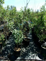 Enterprise Apple Tree 4&#39;-6&#39; Live Fruit Trees Plants Plant Juicy Apples O... - £110.56 GBP