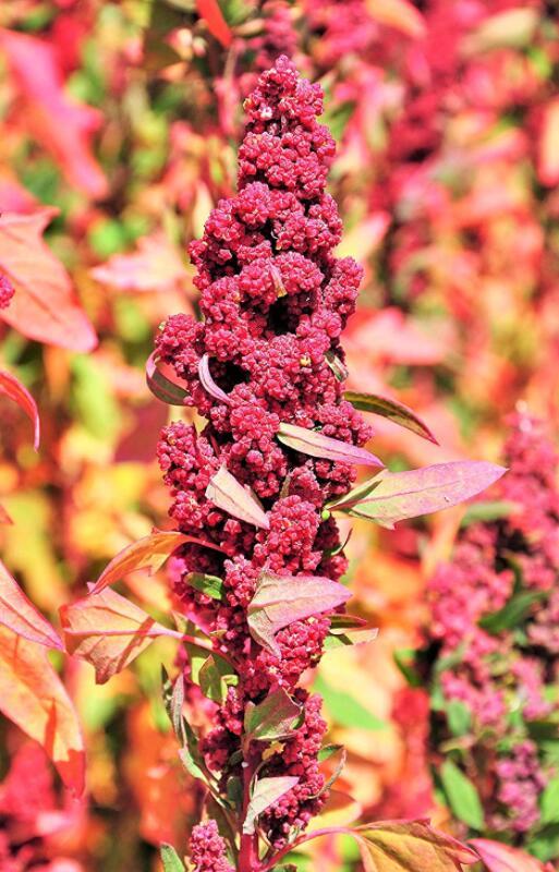 100 Red Head Quinoa Grain Chenopodium Quinoa Pink Red Heads White Best S... - $5.19
