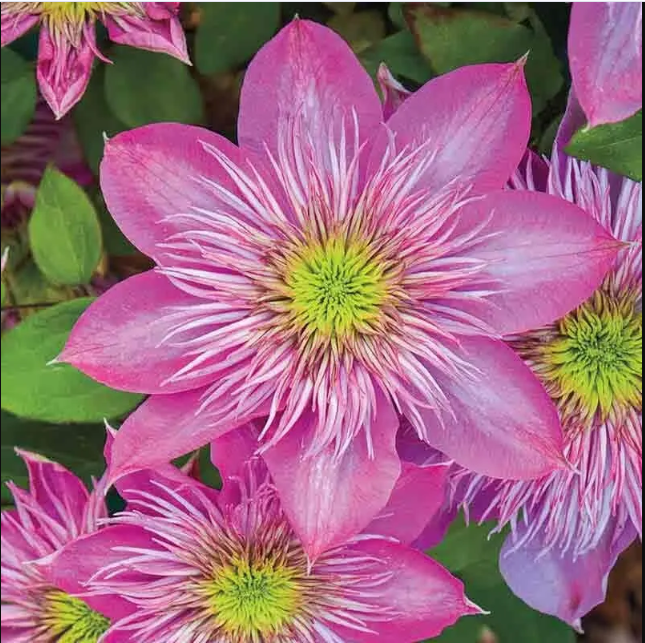 Primary image for 25 Cream Clematis Seeds Climbing Perennial Plumeria Bloom Seed