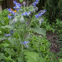 100 Seeds Borage Heirloom Non-Gmo From US - £7.87 GBP