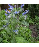 100 Seeds Borage Heirloom Non-Gmo From US - £7.74 GBP