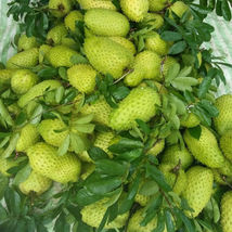 1Pcs Soursop Live Plant 1’-2’ Annona Muricata live fruit tree - £62.53 GBP
