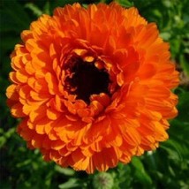 40 Seeds Double Calendula Neon Orange Flower Reseeding Annual Heirloom Seeds For - £6.44 GBP