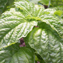 Mammoth Basil Seeds, featuring extra large lettuce-like leaves with exceptional  - £8.76 GBP
