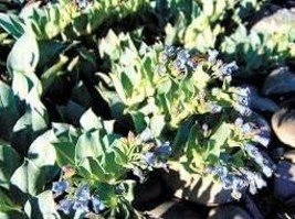 US Seller 20 Mertensia Maritima Plant Seeds - $6.73