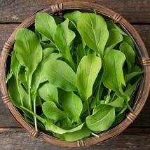 MBK Astro Arugula Seeds Heirloom Non-Gmo Seed Store Fresh Garden - $163.71 MXN