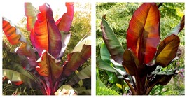2 Red Banana Tree Starter Plant Garden - $85.90