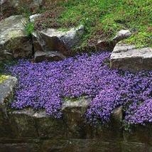 100Pcs Creeping Mother of Thyme Seeds Thymus Serpyllum Herb Seed - £16.27 GBP