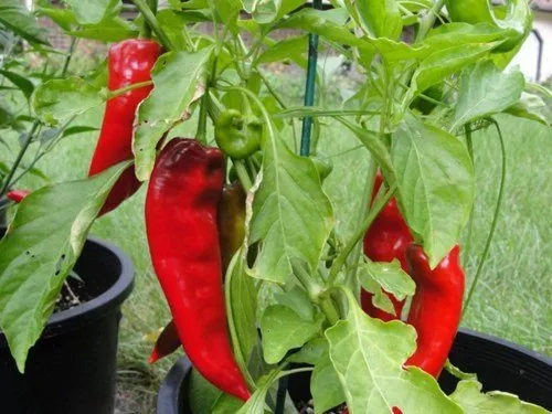 50 Pepper Seeds Corno Ditorro Rosso Sweet Pepper Seeds Fresh New - £9.86 GBP