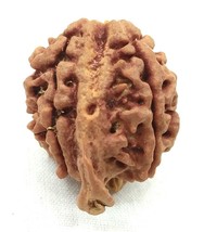 Collettore Ganesh Rudraksha - Nepal - Laboratorio Certificato - $80.37