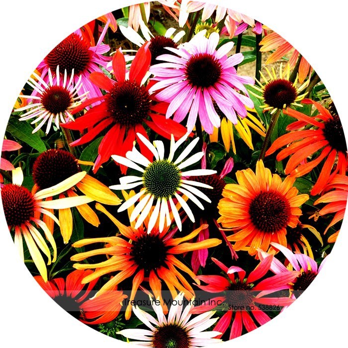 Uk Imported Mixed Echinacea Purpurea Coreflower Seeds Pack 100 Seeds / Pack Gard