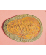 8 inch Trilobite Cambropallas Telesto Cambrian Trilobite from Morocco - €168,03 EUR