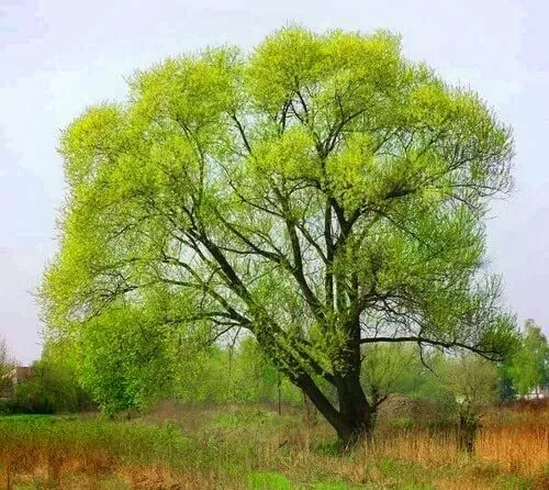 10 Black Willow Tree Cuttings Beautiful Shade and Privacy Tree Grow 10 B... - $17.17