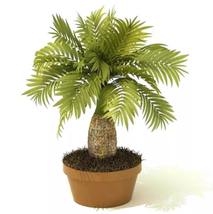 Exotic Bottle Palm Seeds, Bonsai Tropical Ornamental Tree Plants Garden Planting - £10.78 GBP