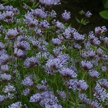 Blue Woodruff (Asperula Orientalis) 25 Seeds - $7.98