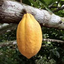 FROM US Live fruit tree 24”-36” Theobroma cacao Forastero Chocolate TP15 - £59.86 GBP