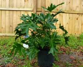 Split Leaf Philodendron Philodendron Selloum 10 Seeds Gardening USA SHIPPING - £7.90 GBP