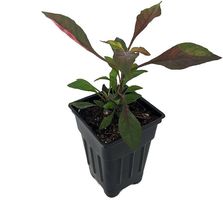 2.5&quot; Pot Alternanthera Coat Red Biblical St. Joseph&#39;s Easy To Grow Houseplant - £31.22 GBP