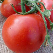 Ship From Us 2 Oz Seeds - Floradade Tomato Seeds - Heirloom, NON-GMO, TM11 - £62.63 GBP